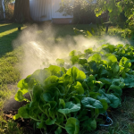 kill weeds with water kill weeds with water